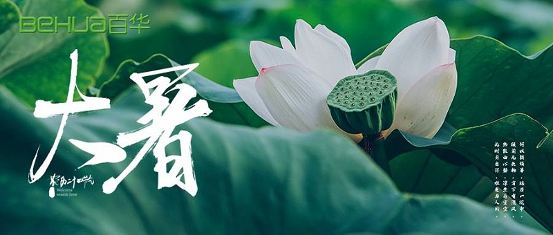 大暑|蟬聲嘹亮，夏意正濃